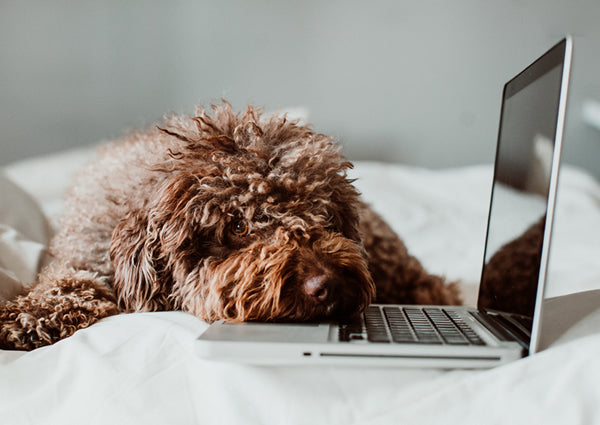 Houston Humane Society